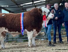 Sale Pedigree Simmental Cattle Event Brings Top-Quality Animals and Competitive Auction to Roscommon Mart