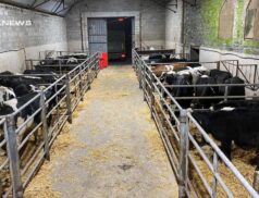 Spectacular Sale at Cootehill Mart today, Wednesday 29th March: Top Class Store Cattle Ready for You!