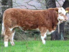 Stranorlar Show Stars Sale of Elite Calves: Heifer and Bull Calves Showcase on May 13th, 2023