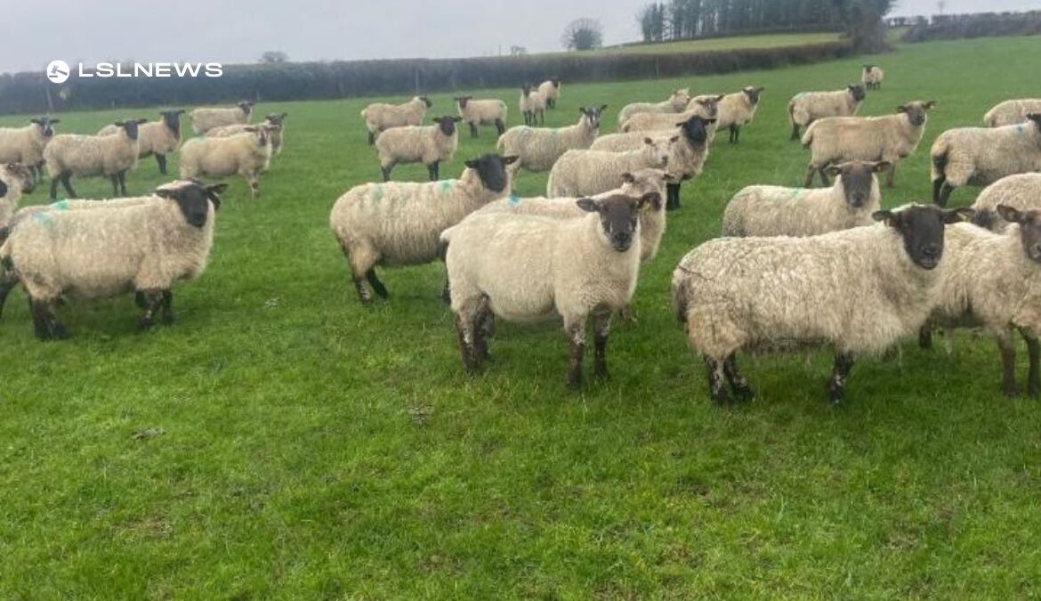 Suffolk Mule Cross Ewes in Roscommon Mart Scanned In-Lamb to Pedigree Charolais Ram