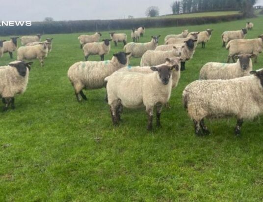 Suffolk Mule Cross Ewes in Roscommon Mart Scanned In-Lamb to Pedigree Charolais Ram