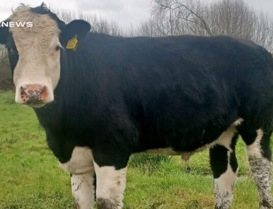 Top-Quality AI-Bred Yearling Bullocks on Offer at Sixmilebridge Mart on Saturday 25th March