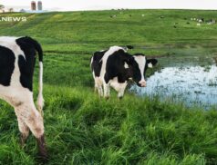 Unmissable Open Dairy Sale at Carnaross Mart on Wednesday, 29th March: Outstanding Heifers Await!