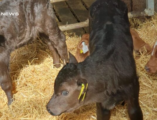 8 High-Quality Suck Calves Set for Thursday's Sale at Ballymote Mart
