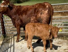 A Special Suckler Event at Castleisland Mart on Wednesday,19th April: High-Quality Calvers and Calves on Offer