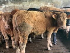 A Spectacular Thursday: Ballymote Mart's Special Bullock, Pedigree Cattle, and Dairy Sale on April 20th