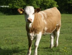 Ballinasloe Mart Hosts a Diverse Cattle Sale today, Wednesday 19th April