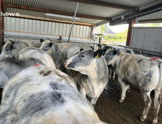 Castleisland Mart Hosts Spectacular Cow Sale today, Wesdnesday 19th April