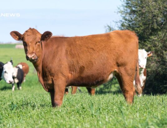 Cattle Sale at Ballinasloe Mart on Wednesday, 12th April