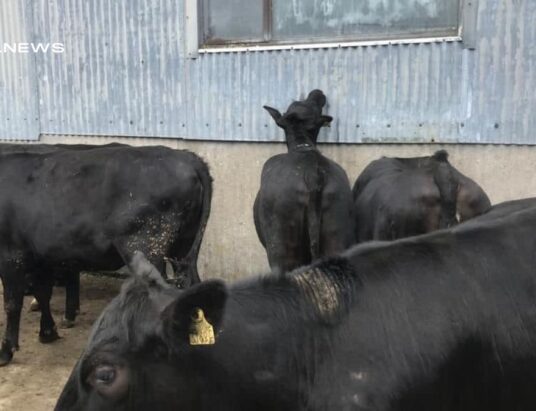 Cattle Sale at Carnew Mart to Attract Local and Online Buyers today, 29th April
