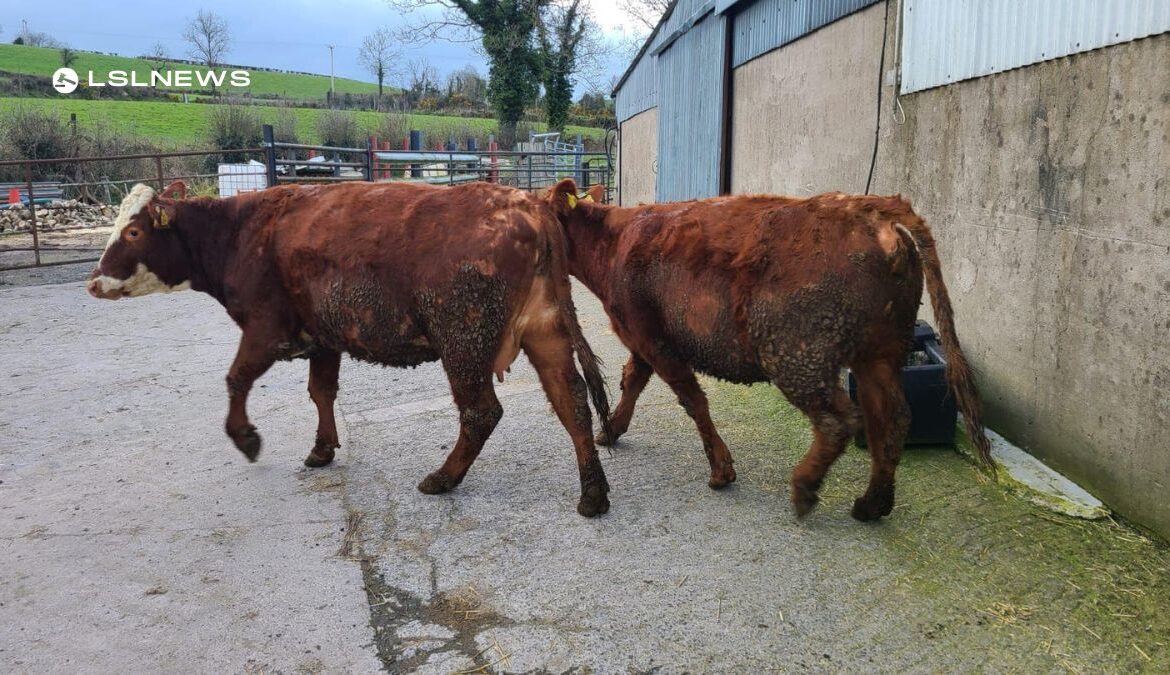 Cootehill Mart to Host Exceptional Suckler Cow Sale this Good Friday, 7th April, Featuring High-Quality Cattle