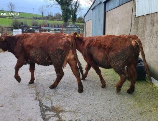 Cootehill Mart to Host Exceptional Suckler Cow Sale this Good Friday, 7th April, Featuring High-Quality Cattle