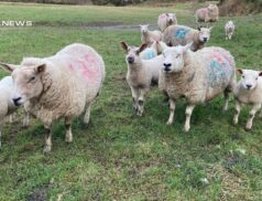 Cootehill Mart to Host Sheep Sale Featuring Super Ewes and Lambs today, Thursday 6th April