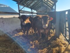 Don't Miss Out on Today's Auction of Pedigree Limousin and PBNR Limousin Cows and Calves at Dungannon Farmers Mart! Don't Miss Out on Today's Auction of Pedigree Limousin and PBNR Limousin Cows and Calves at Dungannon Farmers Mart