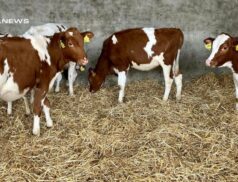 Dungannon Dairy Sale: Exciting Autumn Born Heifer Calves Up for Auction Today, April 20th