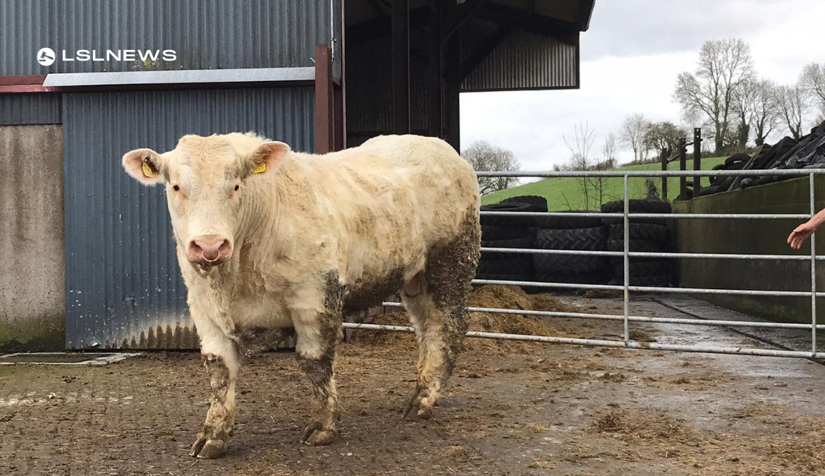 Easter Saturday Bull Sale: A Premier Event at Cootehill Mart