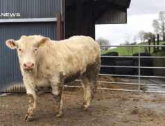 Easter Saturday Bull Sale: A Premier Event at Cootehill Mart