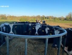 Dairy Stock Auction at Delvin Mart: A Rare Opportunity to Bolster Your Herd on Thursday, 27th April