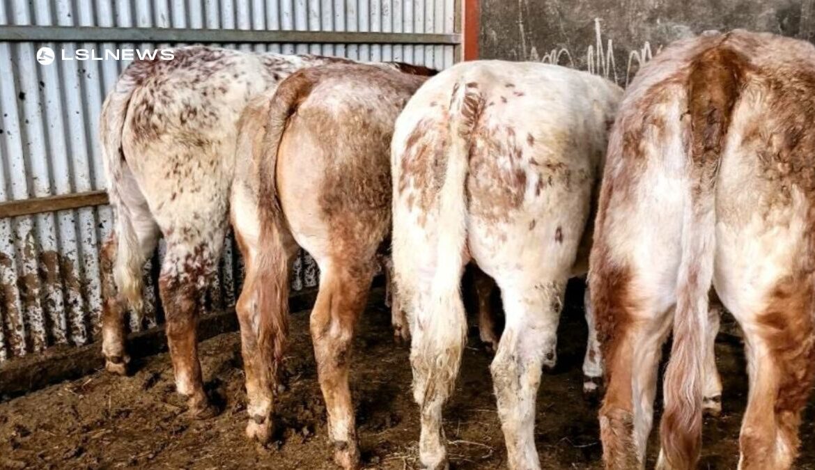 Exceptional Home Bred Roan Heifers Up for Grabs at Mohill Mart on Wednesday, 26th April