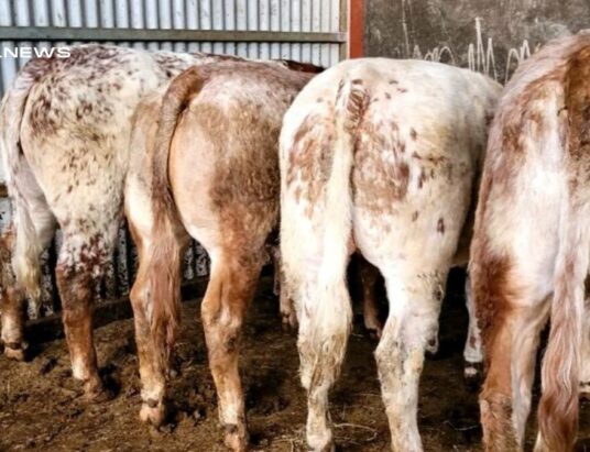 Exceptional Home Bred Roan Heifers Up for Grabs at Mohill Mart on Wednesday, 26th April
