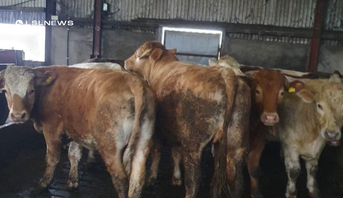 Exceptional U-Grade Bullocks on Offer at Cootehill Mart Sale on Wednesday, 5th April