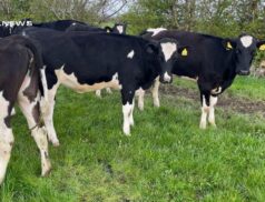Exciting Dairy Sale Event at Carnew Mart today, 27th April: A Must-Visit for Dairy Farmers