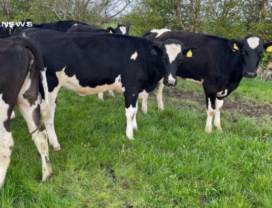 Exciting Dairy Sale Event at Carnew Mart today, 27th April: A Must-Visit for Dairy Farmers