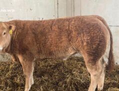 Exciting Weekend Ahead at Carrigallen Mart: Showcasing Calves, Runners, Bulls, and Heifers