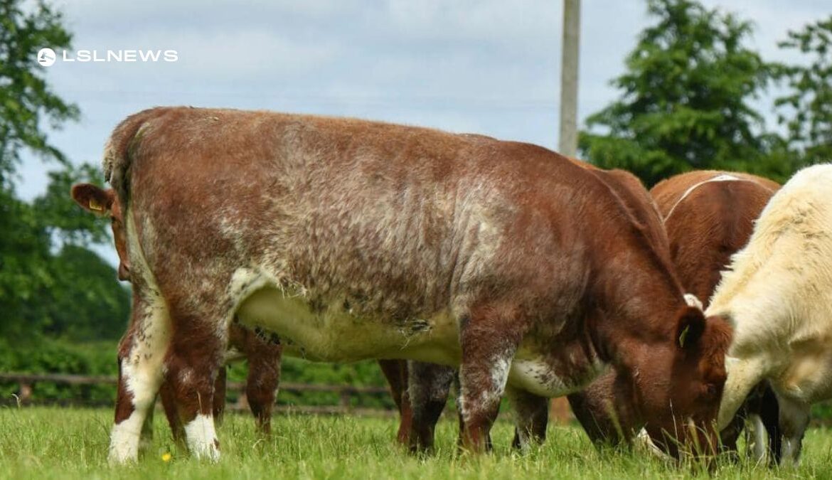 Exclusive Hamwood Pedigree & Commercial Sale at Carnaross Mart: A Premier Shorthorn Dispersal Event on Saturday, 13th May