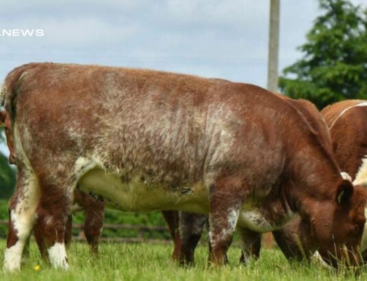 Exclusive Hamwood Pedigree & Commercial Sale at Carnaross Mart: A Premier Shorthorn Dispersal Event on Saturday, 13th May