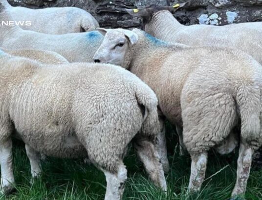 First Annual Spring Lamb Show and Sale Kicks Off Tomorrow, Thursday 20th April at Carnew Mart
