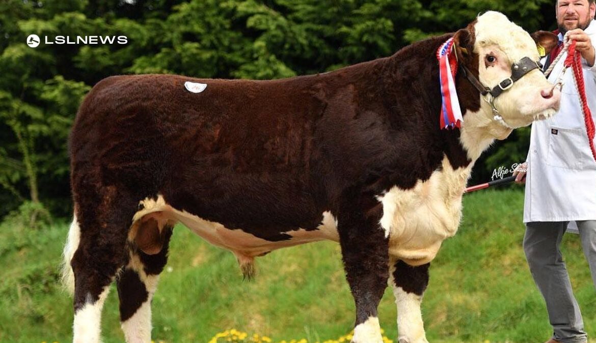 Hereford Northern Ireland Breeders Association to Host Exciting Spring Show & Sale at Dungannon Farmers Mart