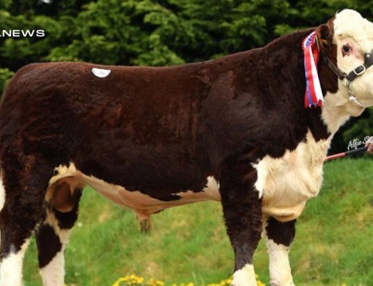 Hereford Northern Ireland Breeders Association to Host Exciting Spring Show & Sale at Dungannon Farmers Mart