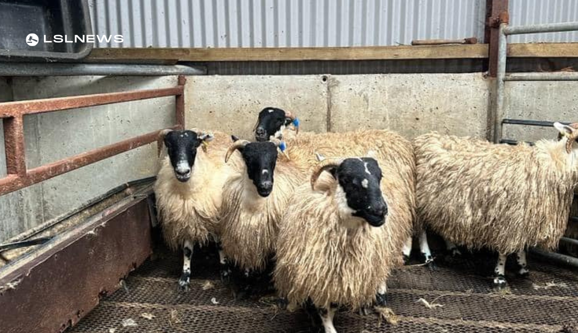 Invest in the Future of the Sheep Industry with Top-Quality Ewe Lambs up for Auction at Brockagh Cloghan Mart today, Monday 3rd April
