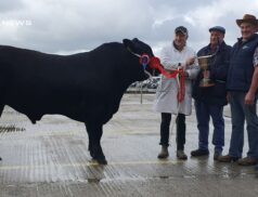 Exceptional Angus Cattle Take Center Stage at the Munster Angus Breeders Premier Sale, Showcasing Breeder Expertise and Thriving Market Demand