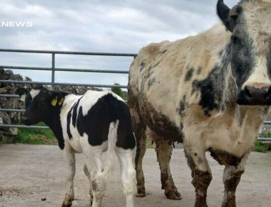 Livestock Auction at Headford Mart today, 29th April: A Unique Opportunity for Farmers
