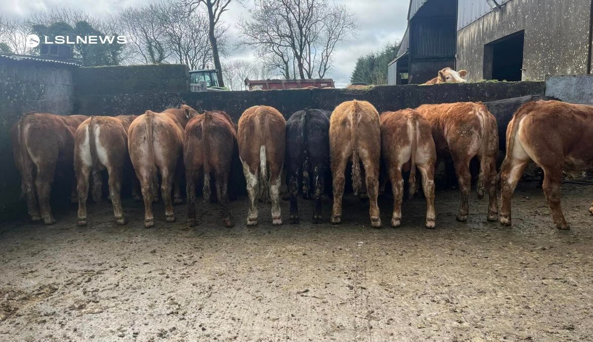 U-Grade Smashers: Top-Quality Livestock Up for Auction at Cootehill Mart on Friday, 14th April