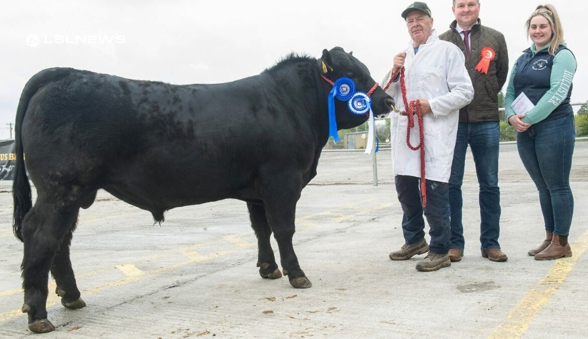 Munster Angus Breeders' Mid-Season Sale Showcases Top-Quality Bulls, Achieving Impressive Clearance Rates and High Prices last Saturday, 22nd April