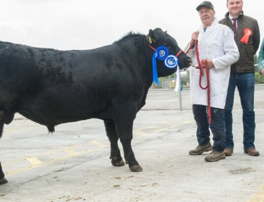 Munster Angus Breeders' Mid-Season Sale Showcases Top-Quality Bulls, Achieving Impressive Clearance Rates and High Prices last Saturday, 22nd April
