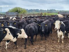 New Ross Mart's Special Entry of In-Calf Angus and Hereford Heifers: Saturday, 22nd April