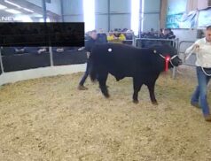 Pedigree Angus and Hereford Sale: High Demand and Record Prices at Midlands & Western Livestock Auction last Saturday, 8th April