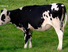 Premium Cattle Sale at Listowel Livestock Mart on Wednesday, 12th April