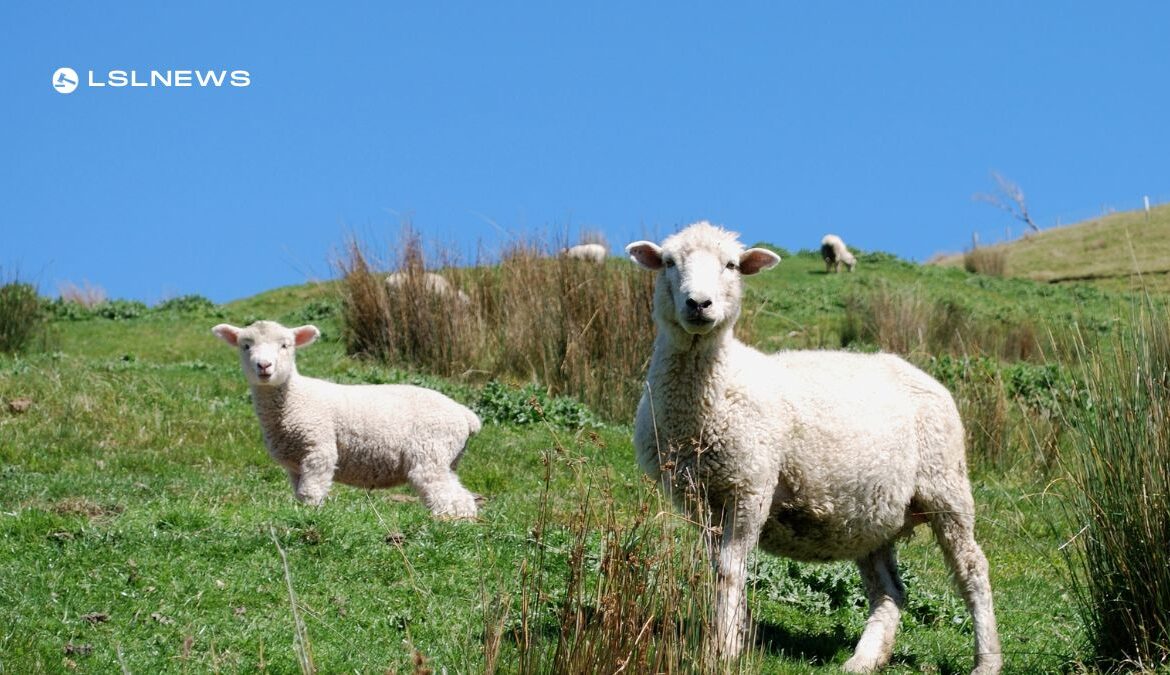 Score High-Quality Ewes and Lambs at Delvin Mart Sheep Sale - Online Bidding Available!