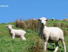 Score High-Quality Ewes and Lambs at Delvin Mart Sheep Sale - Online Bidding Available!