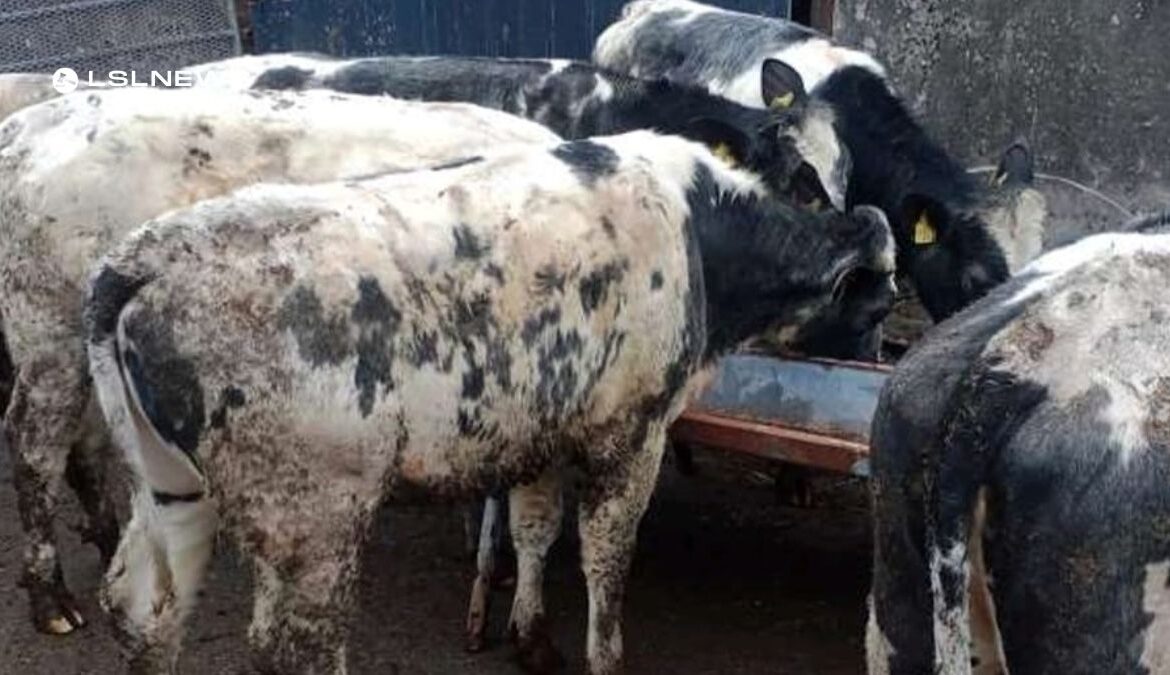 Special Entries at Downpatrick Mart's Fortnightly Cattle Sale on Monday, 1st May