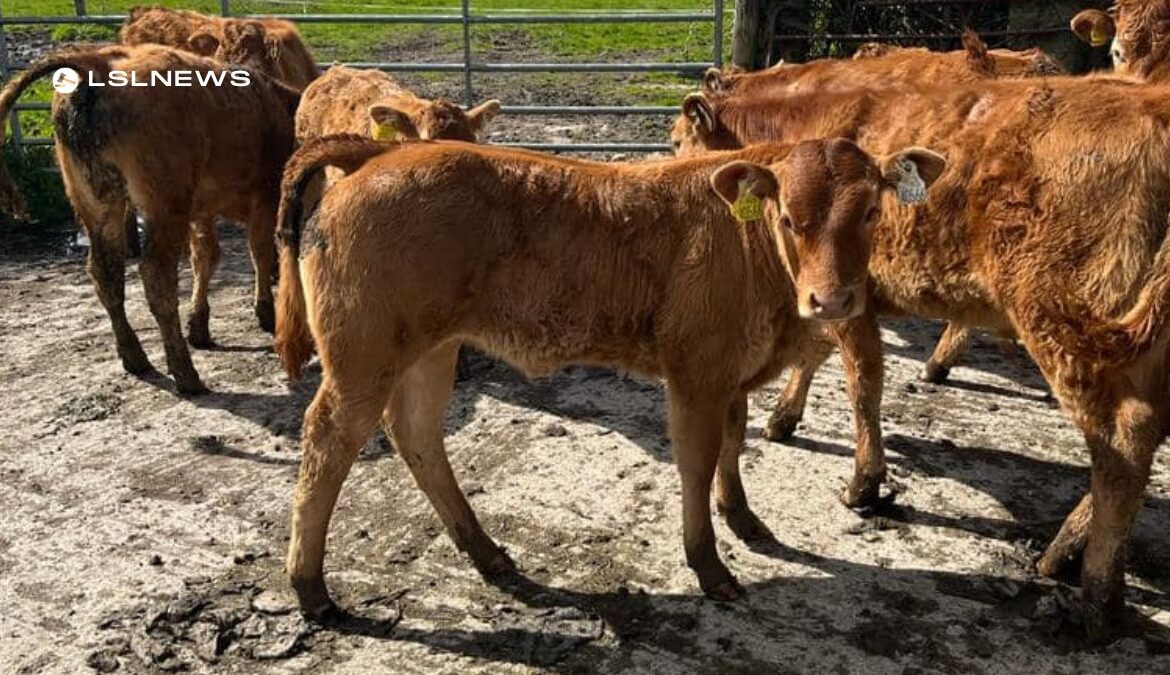 Special Reduction Sale of 8 Pedigree Limousin Cows at Tullamore Mart on Monday, 24th April