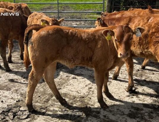 Special Reduction Sale of 8 Pedigree Limousin Cows at Tullamore Mart on Monday, 24th April