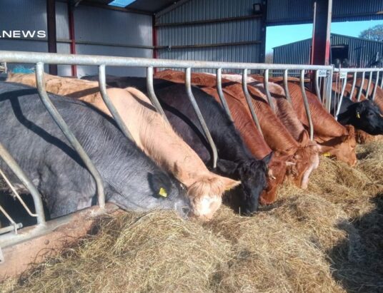Spectacular Batch of 20 Super Heifers up for Grabs at Carnaross Mart Today, 27th April - Featuring 3 Stunning Roans