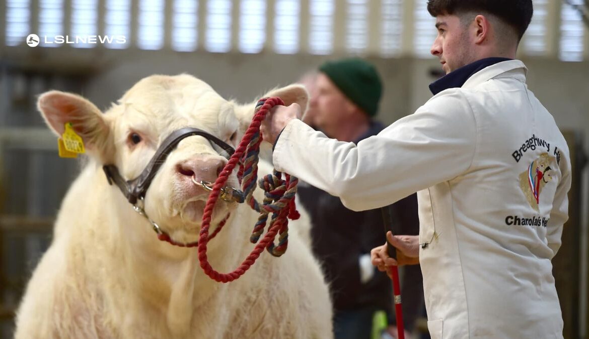 Spectacular Show & Sale of Charolais Bulls at Tullamore Mart on Saturday, 22nd April