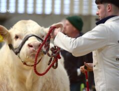 Spectacular Show & Sale of Charolais Bulls at Tullamore Mart on Saturday, 22nd April